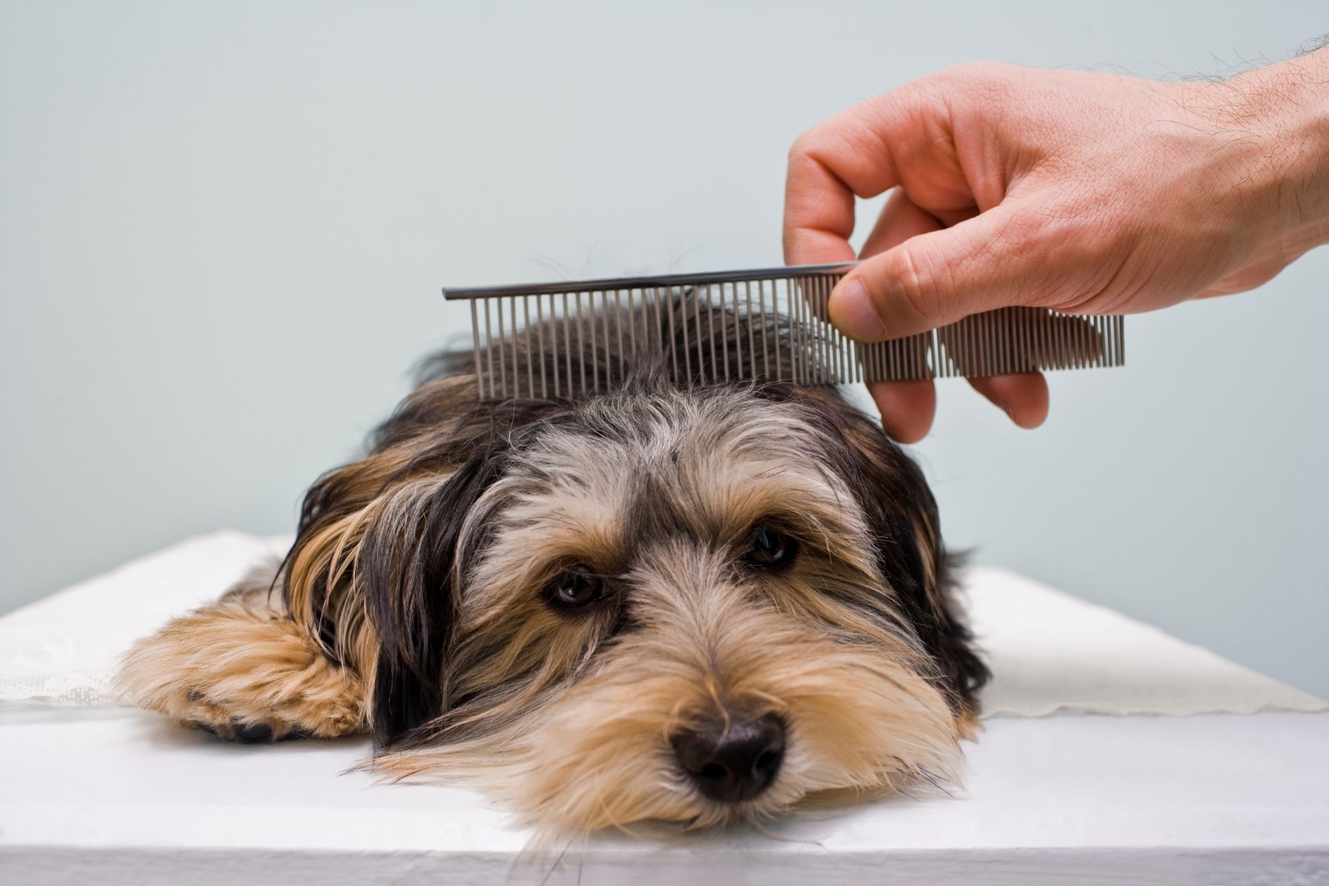 A Professional Dog Grooming Course via Distance Learning