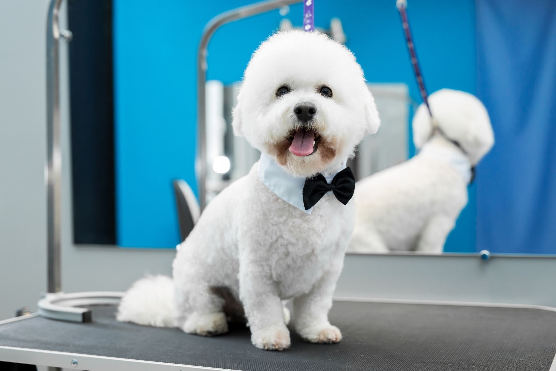 Bichon Frise Grooming Guide
