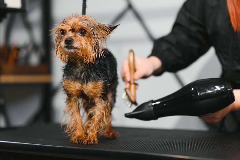 Air Force Pet Dryer for Dog Grooming - Blow Dryer for Dog Hair