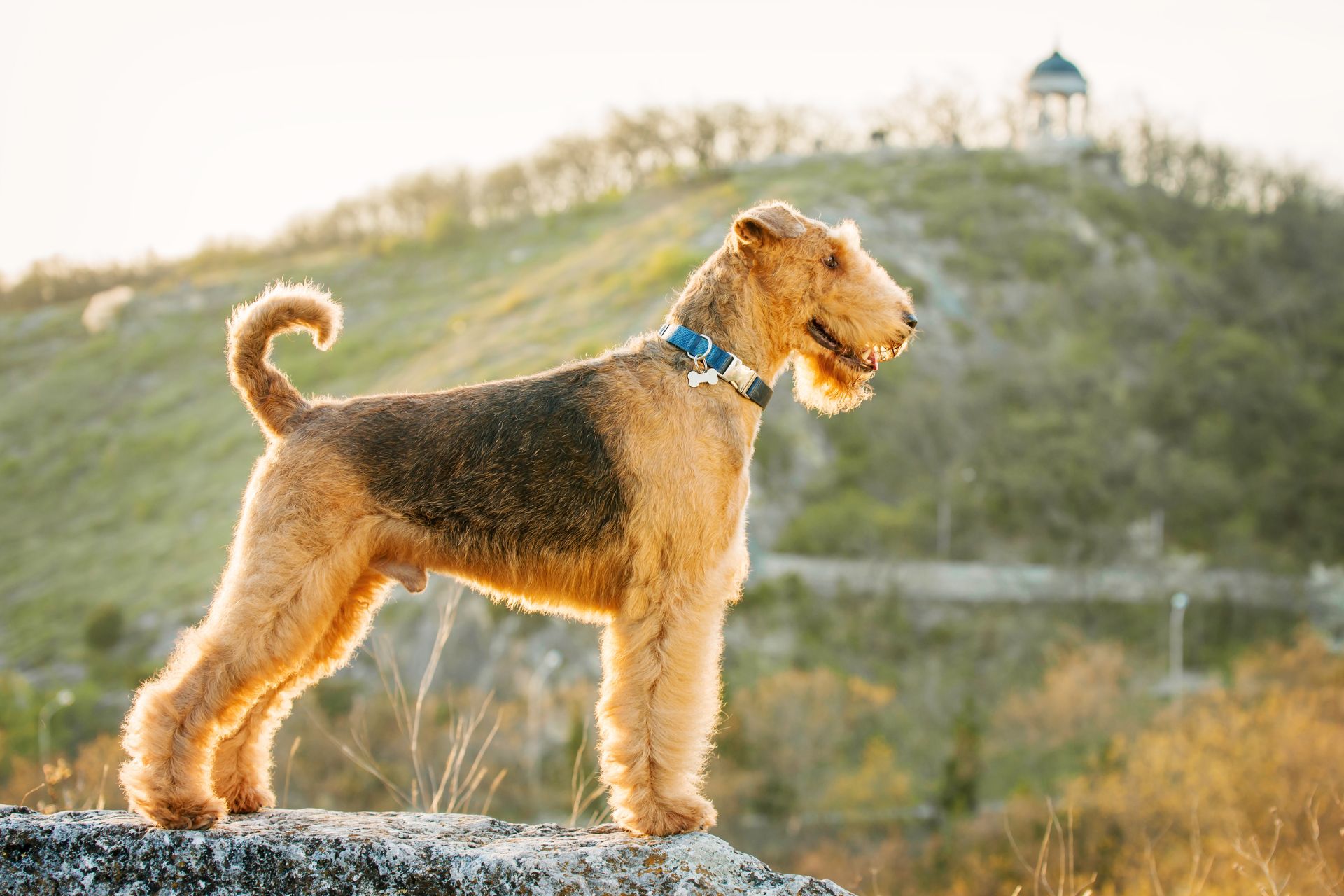 Airedale Terrier Grooming Guide