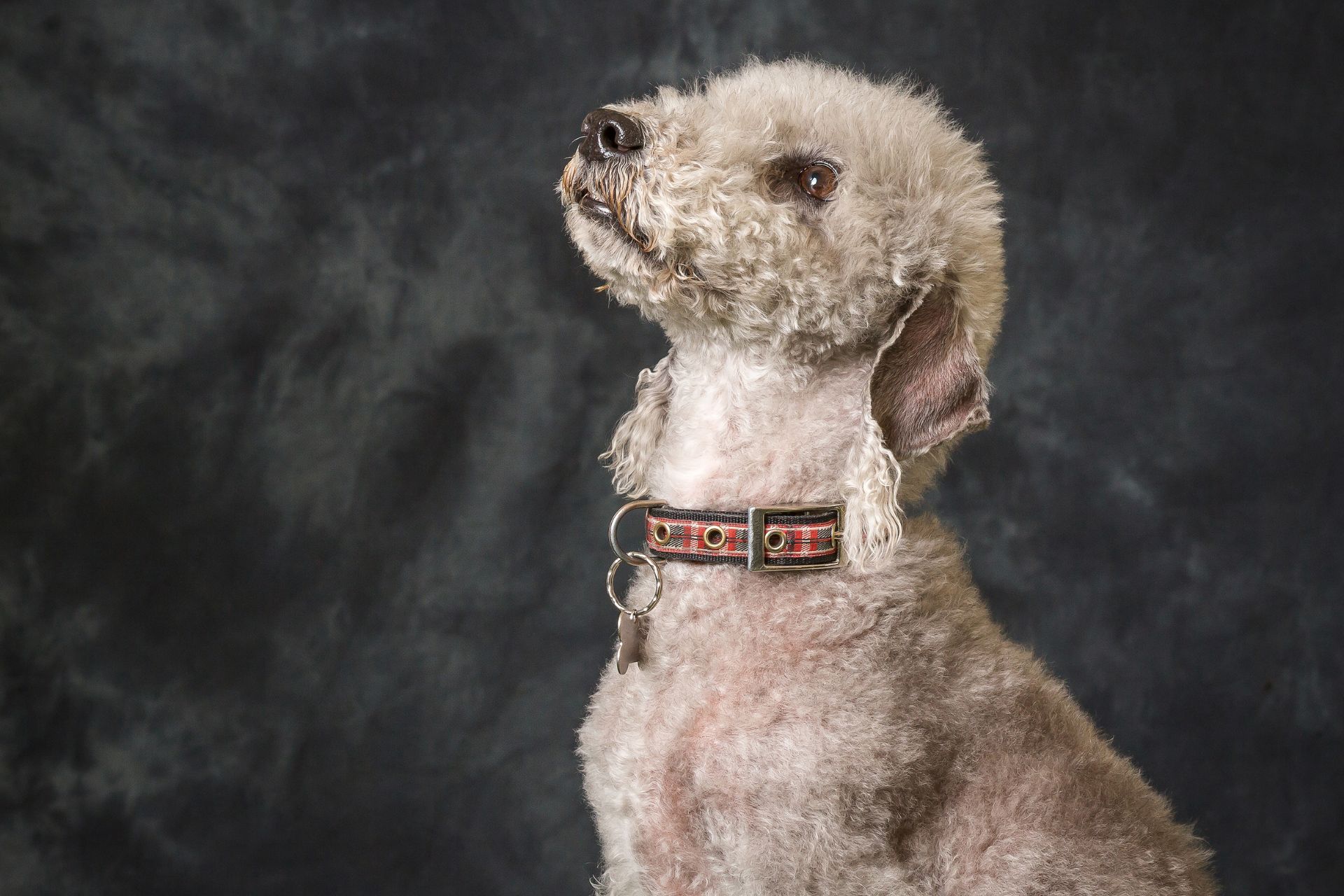 Bedlington Terrier Grooming