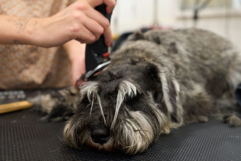 Best Dog Clippers For Grooming Recently Updated