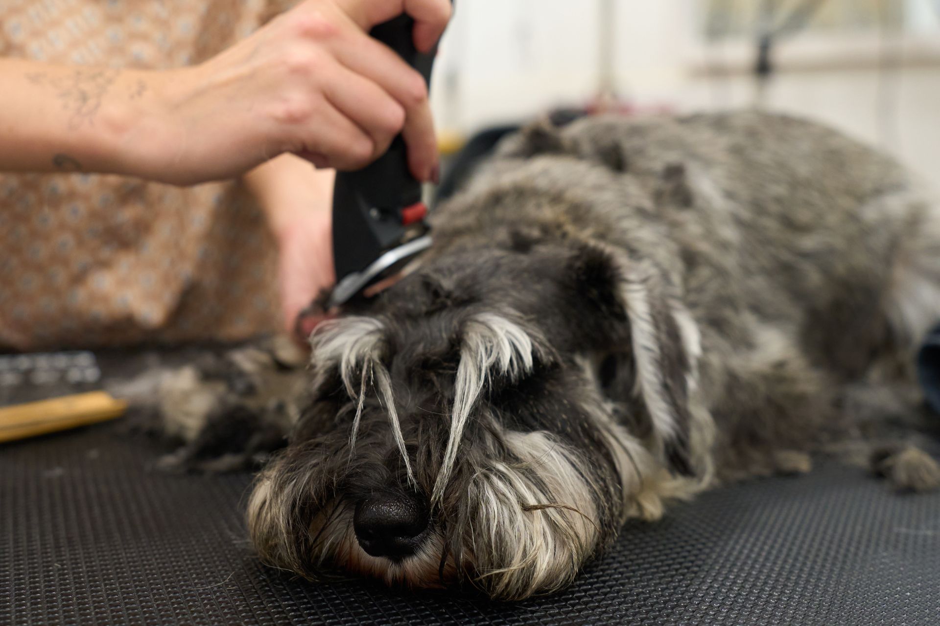 Best Dog Clippers For Grooming Recently Updated