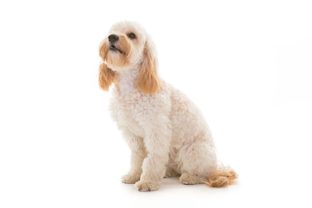 Cockapoo Haircuts Grooming Styles