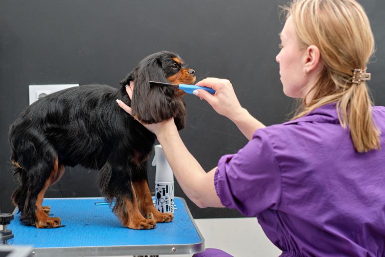 Cocker Spaniel Grooming Styles
