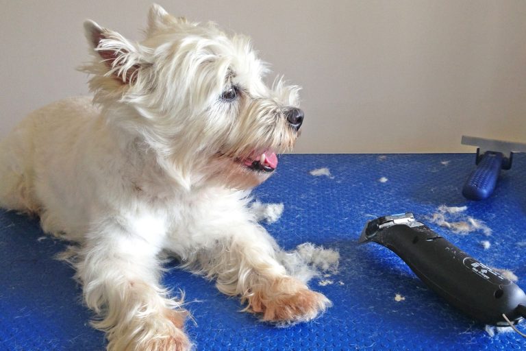 Cordless Dog Grooming Clippers