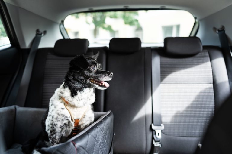 Dog Car Seat Carriers, Booster Seats & Seat Belts Dogs & Puppies