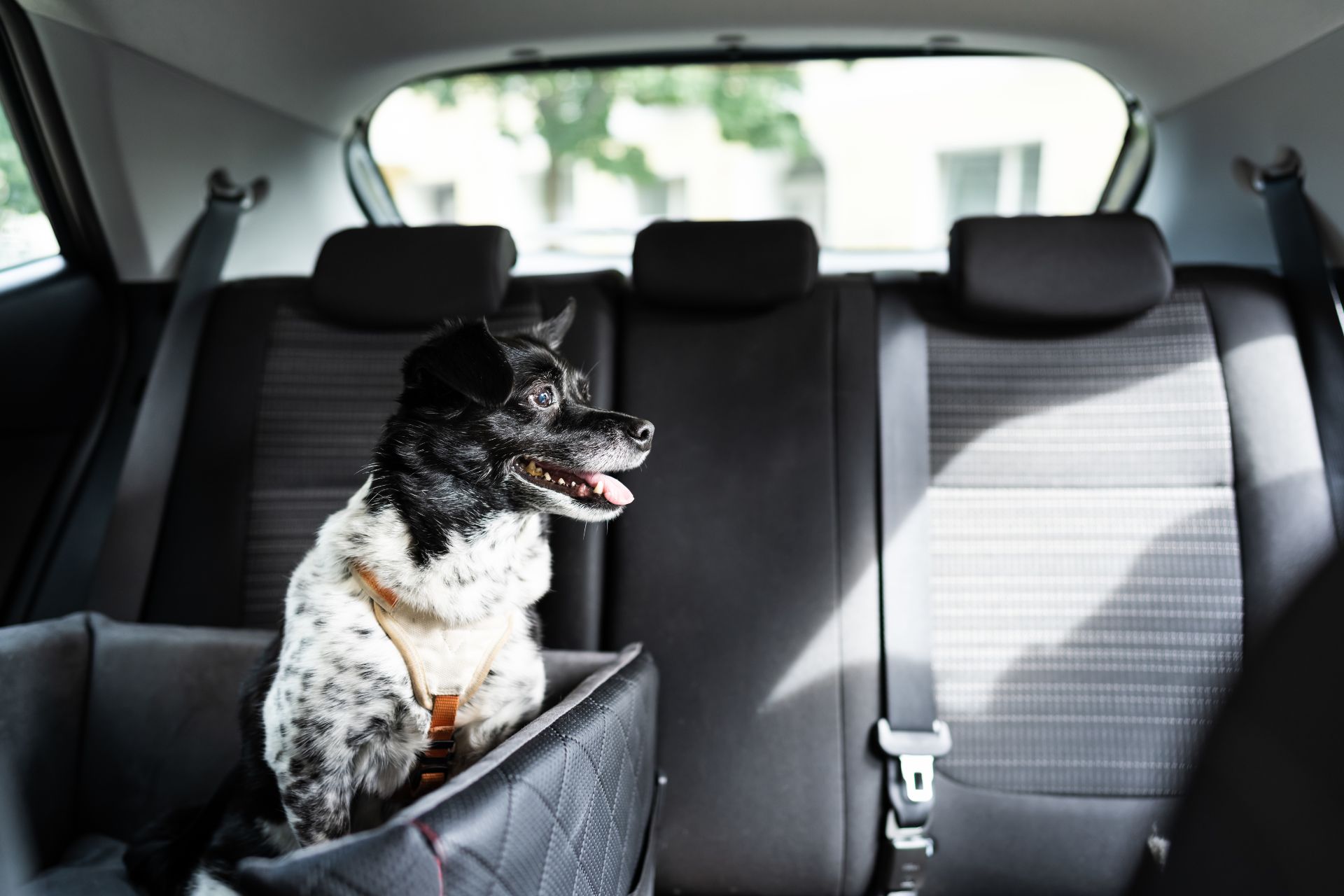 Dog Car Seat Carriers, Booster Seats & Seat Belts Dogs & Puppies