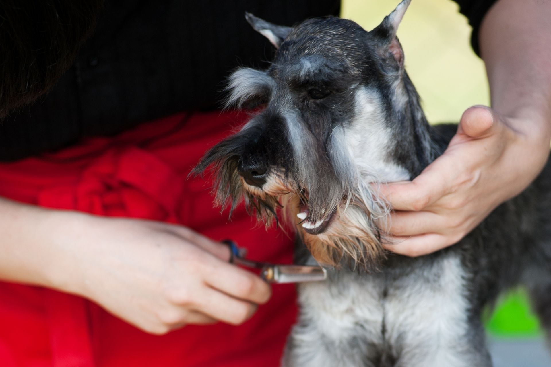 Dog Clippers & Tools for Different Schnauzer Haircuts