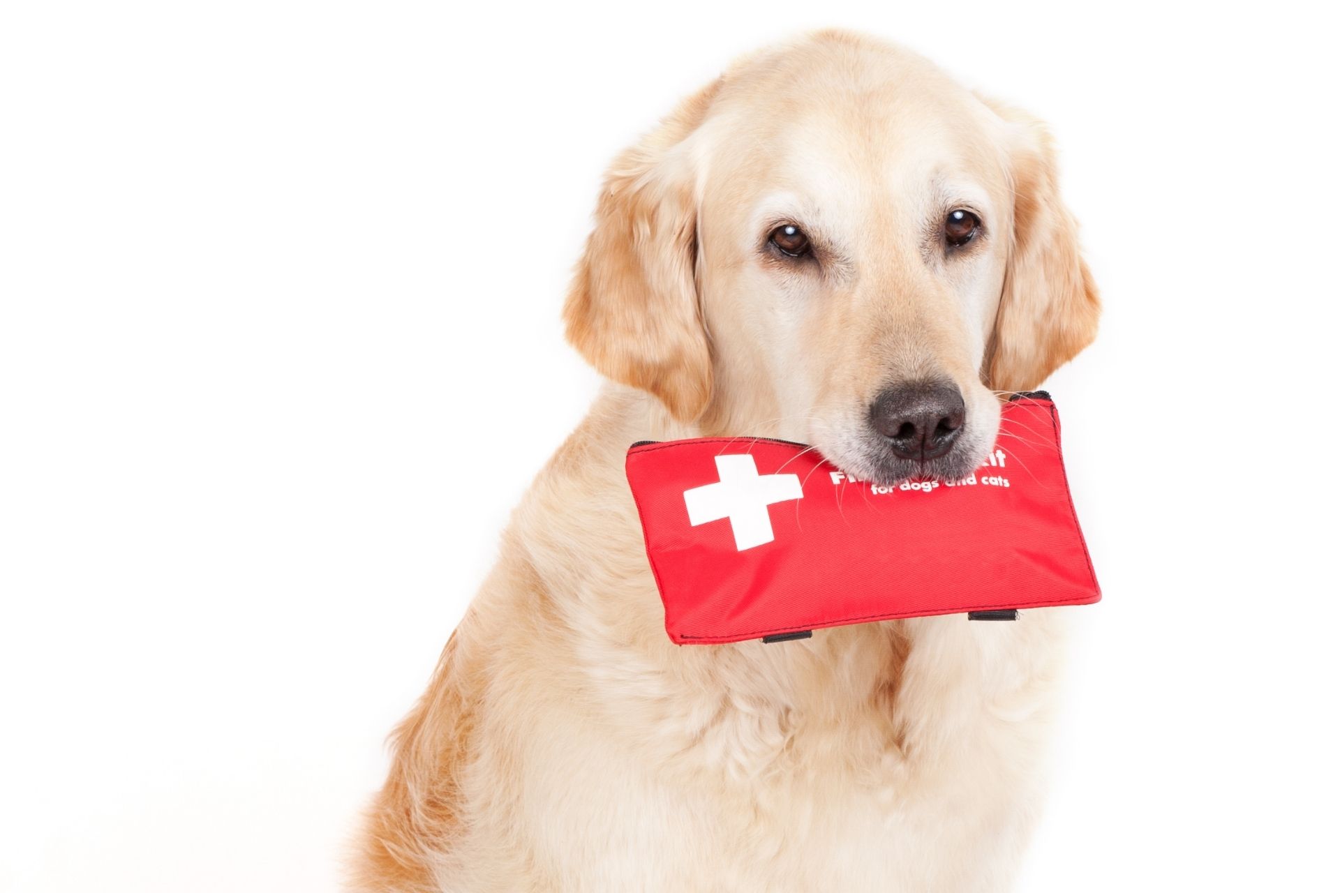 Dog First Aid Kits