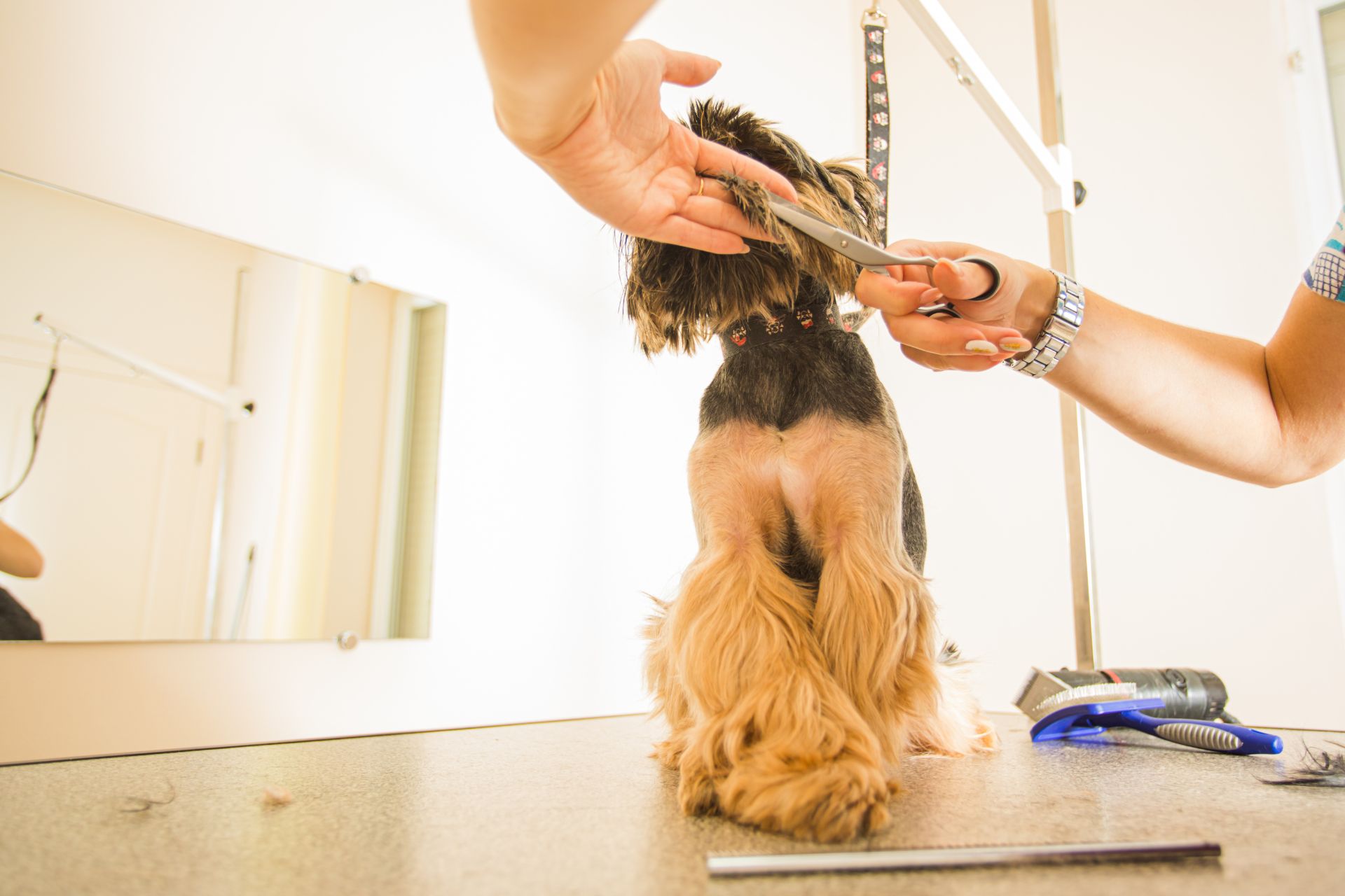 Dog Grooming Business Models