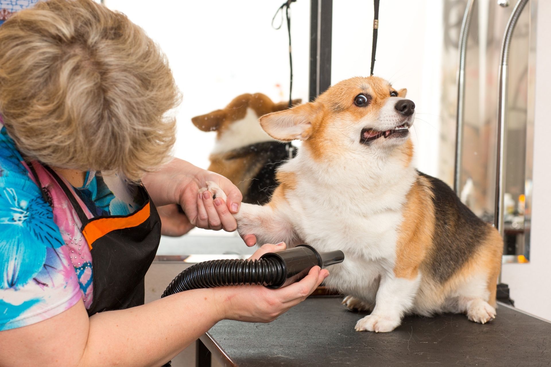 Dog Grooming Courses Online Pet Grooming Courses Online