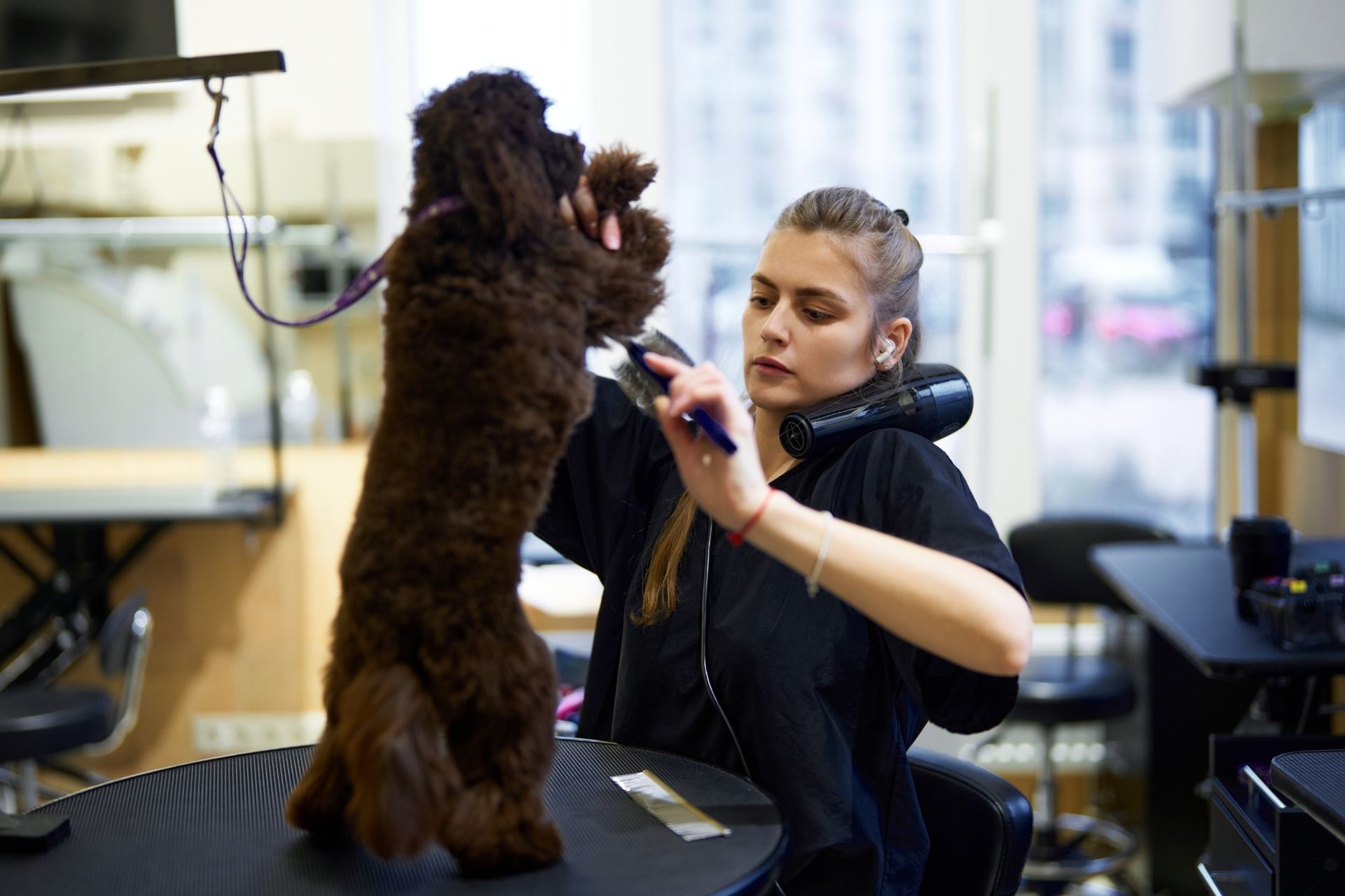 Dog Grooming Jobs & Careers - Salon Stylist, Mobile Groomer