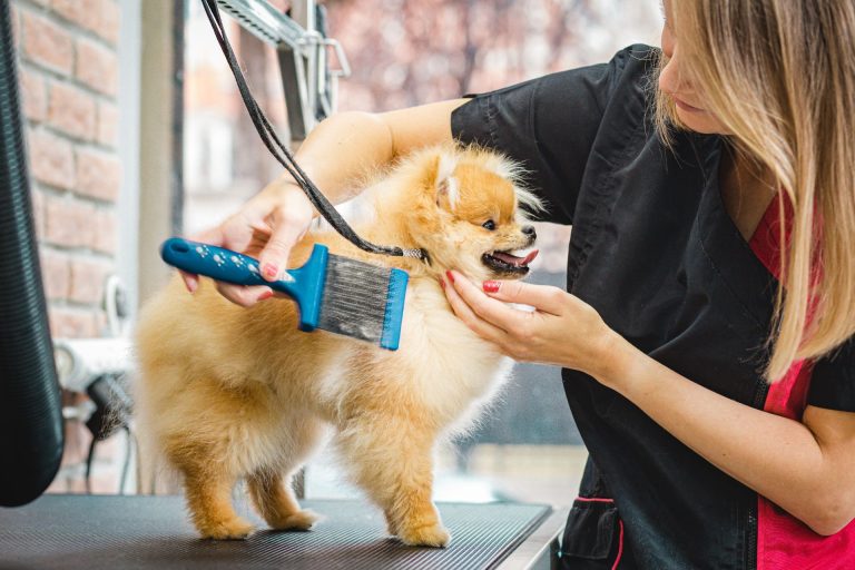 Dog Grooming Trainer