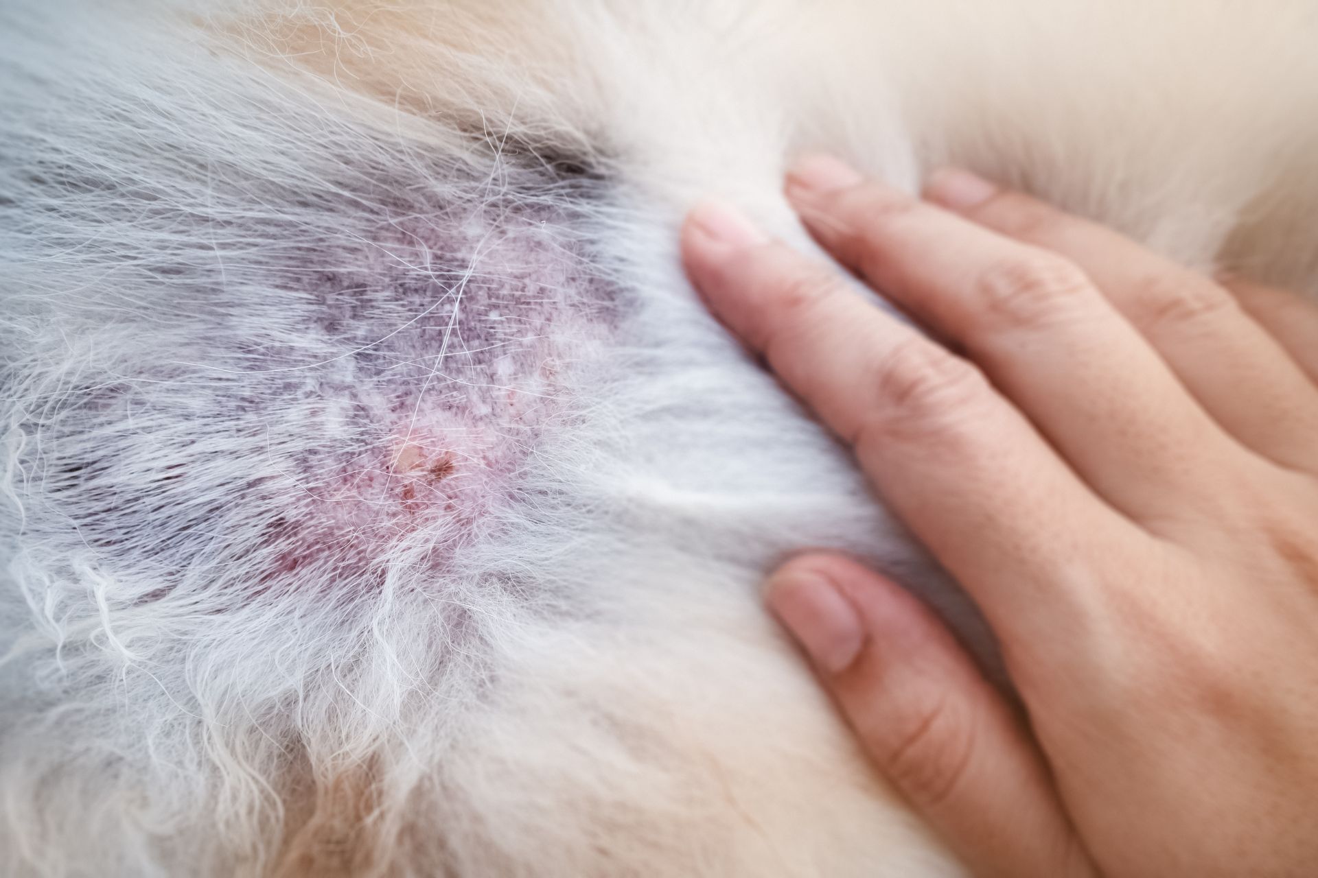 Dog Skin Conditions and Allergic Irritations