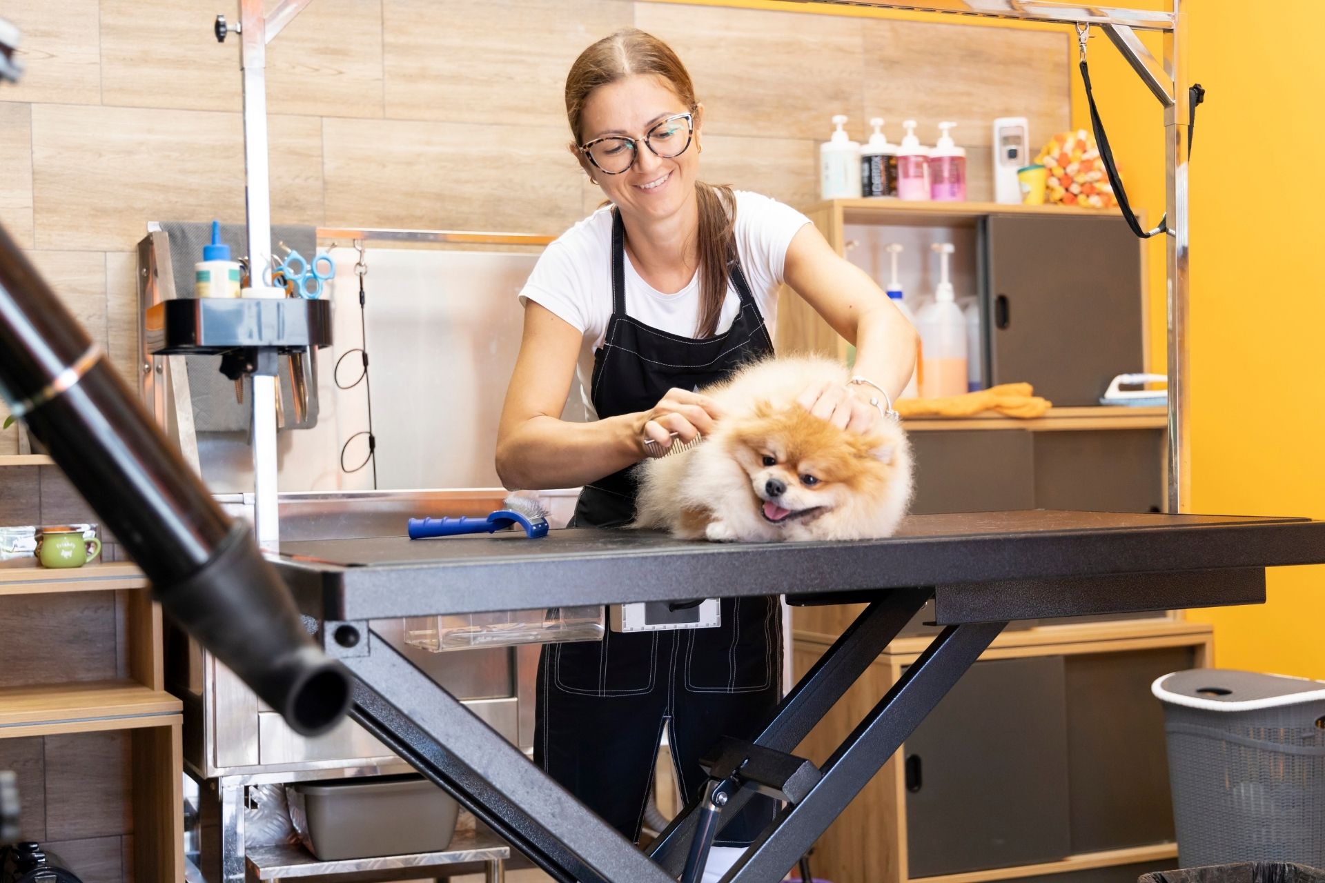 Education Options for Dog Groomers & Pet Business Managers