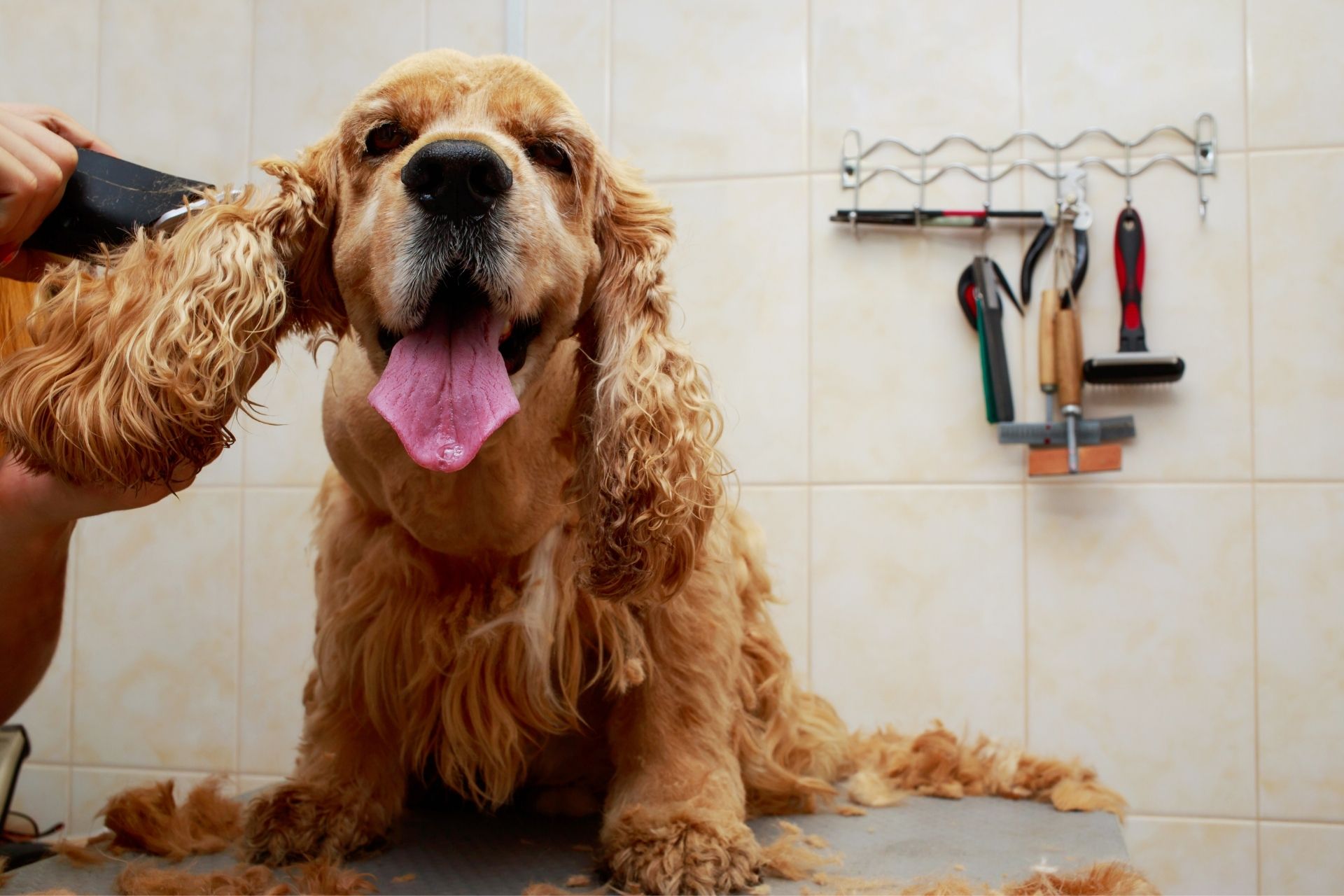 Enroll in a Pet Grooming Course in Texas & Start Your New Career