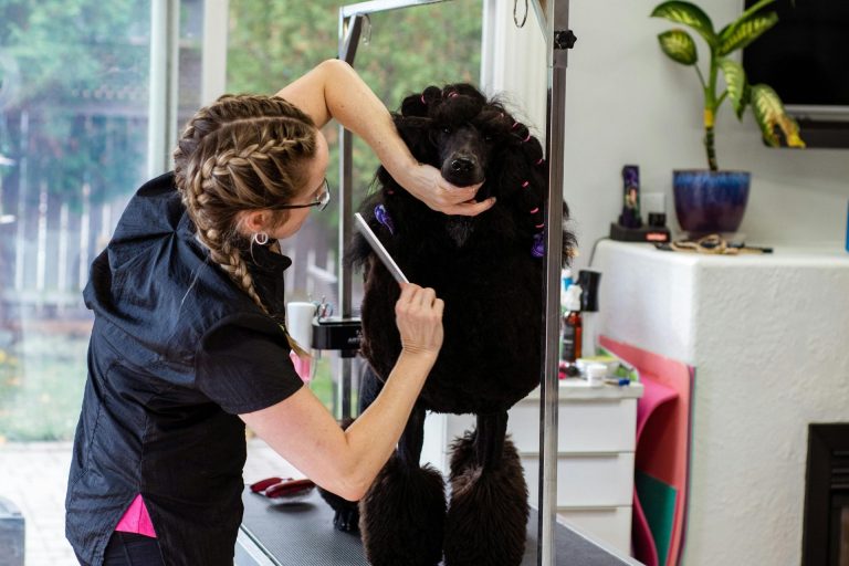 Find a Dog Grooming Course in One of the South Atlantic States