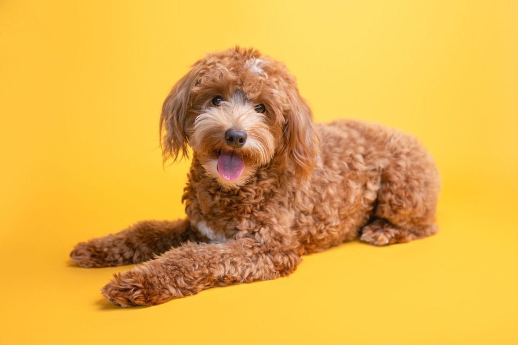 Types of Goldendoodle Grooming Haircuts Styles