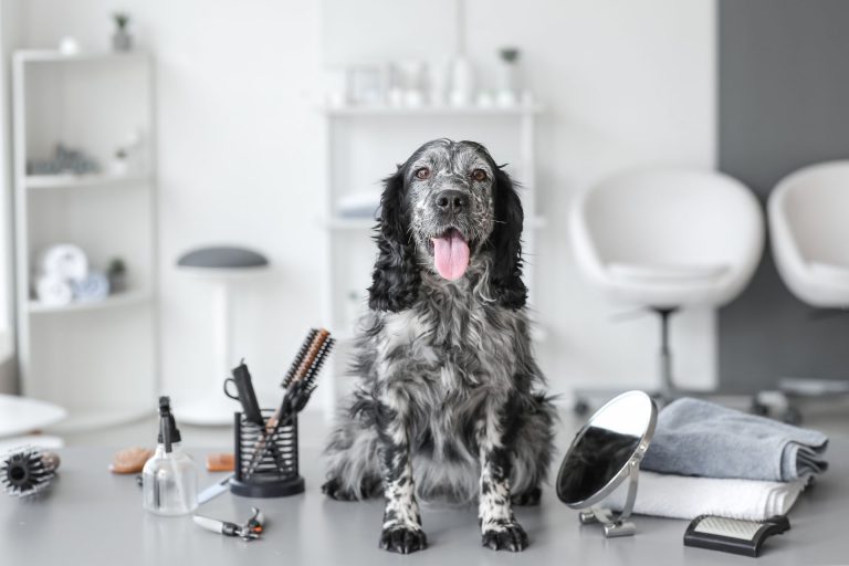 Grooming Equipment: Online Dog Grooming Tools