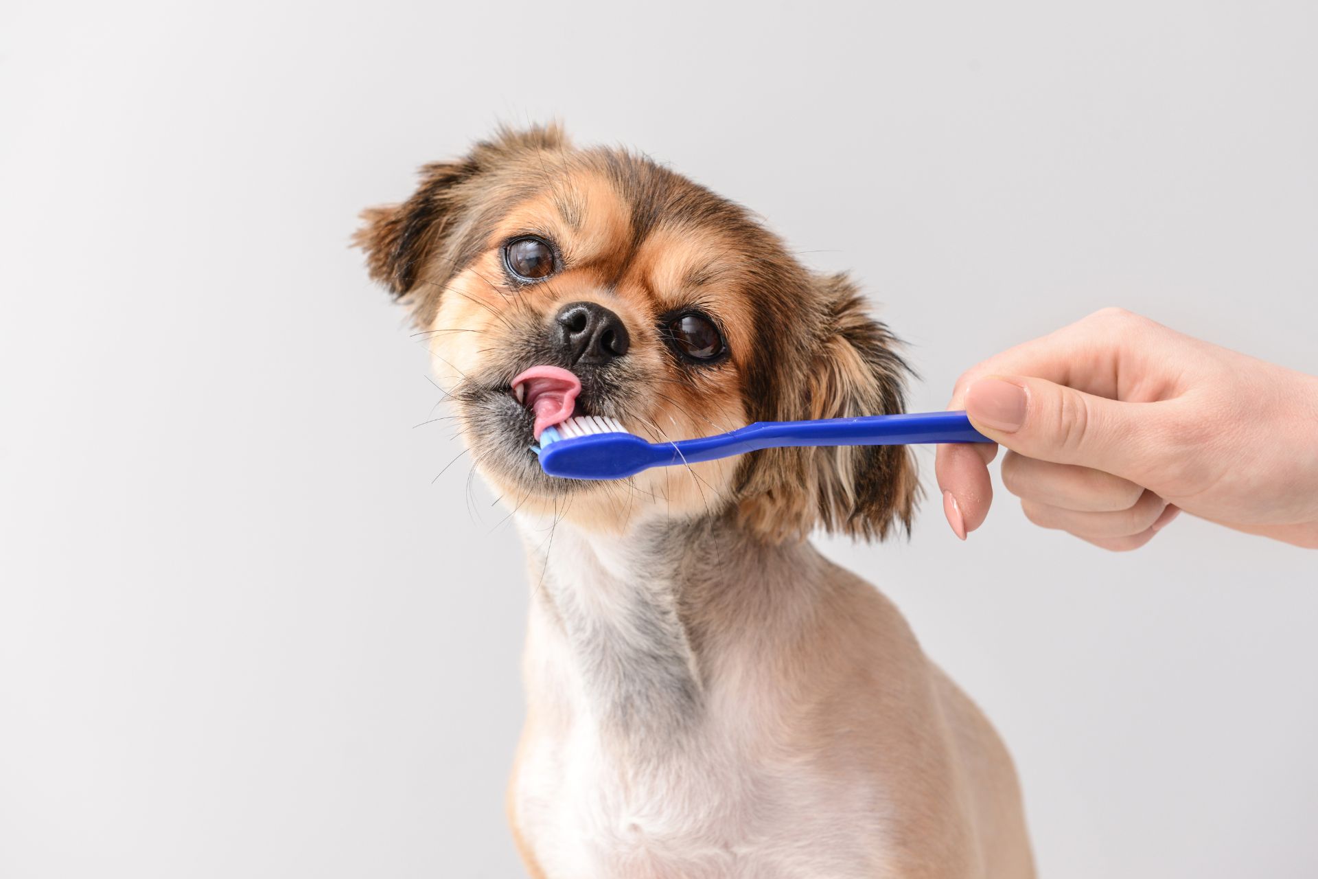 How to Clean Your Dogs Teeth: Cleaning Dogs Teeth at Home