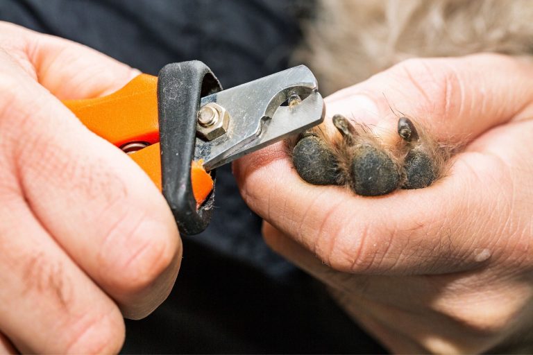 How to Clip Overgrown Dog Nails