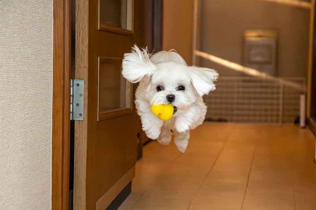 How to Cut Maltese Hair with Scissors: Korean & Teddy Bear Cut