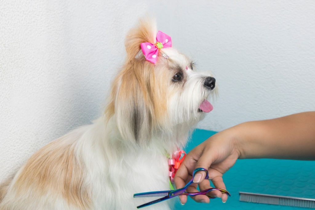 How to Cut Shih Tzu Hair at Home