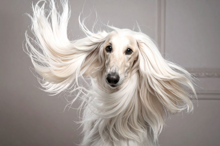 How to Detangle Dog Hair - Use a Dog Hair Detangler Brush