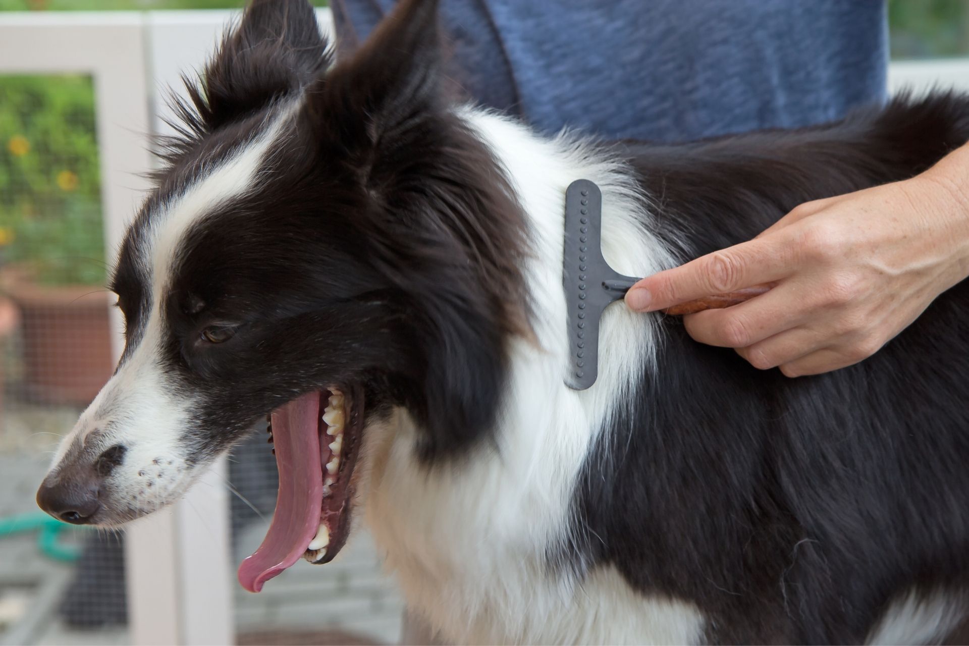 How to Groom a Border Collie