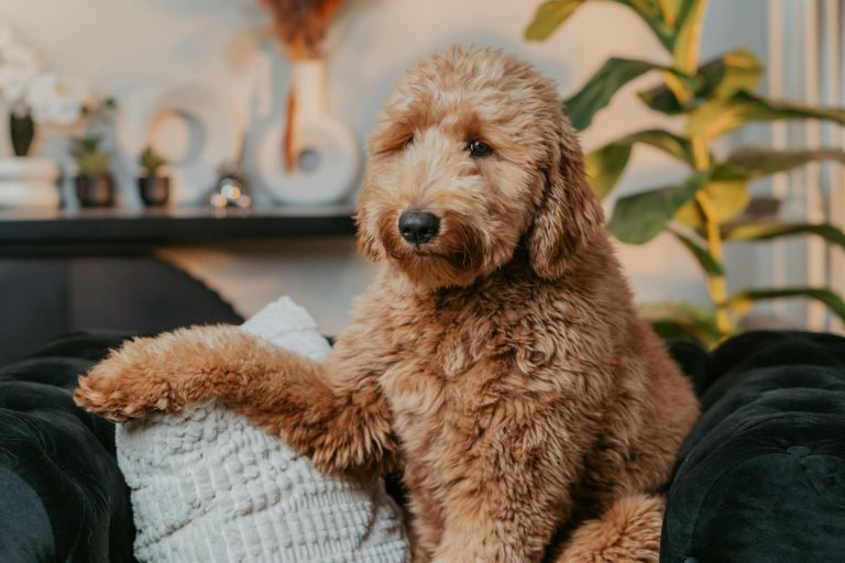 How to Groom a Goldendoodle
