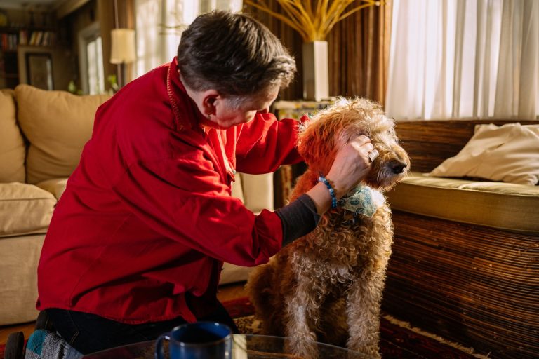 How to Groom a Labradoodle