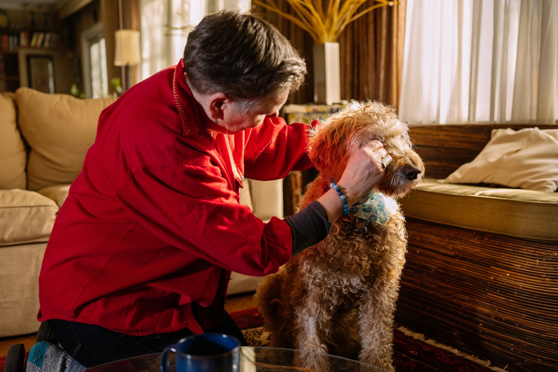 How to Groom a Labradoodle