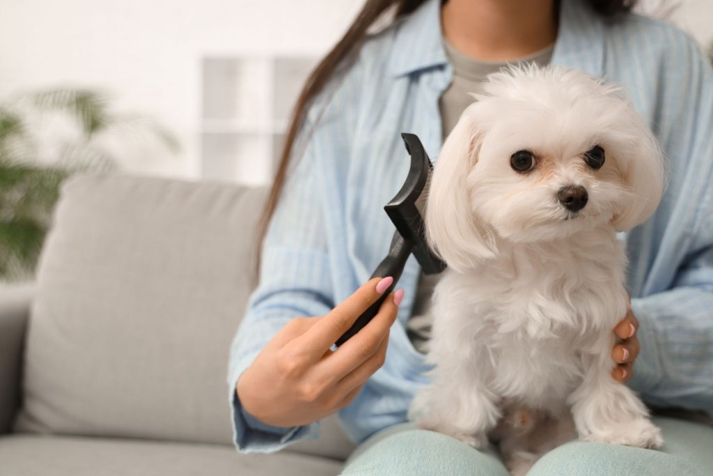 How to Groom a Maltese at Home Video & Maltese Grooming Tools