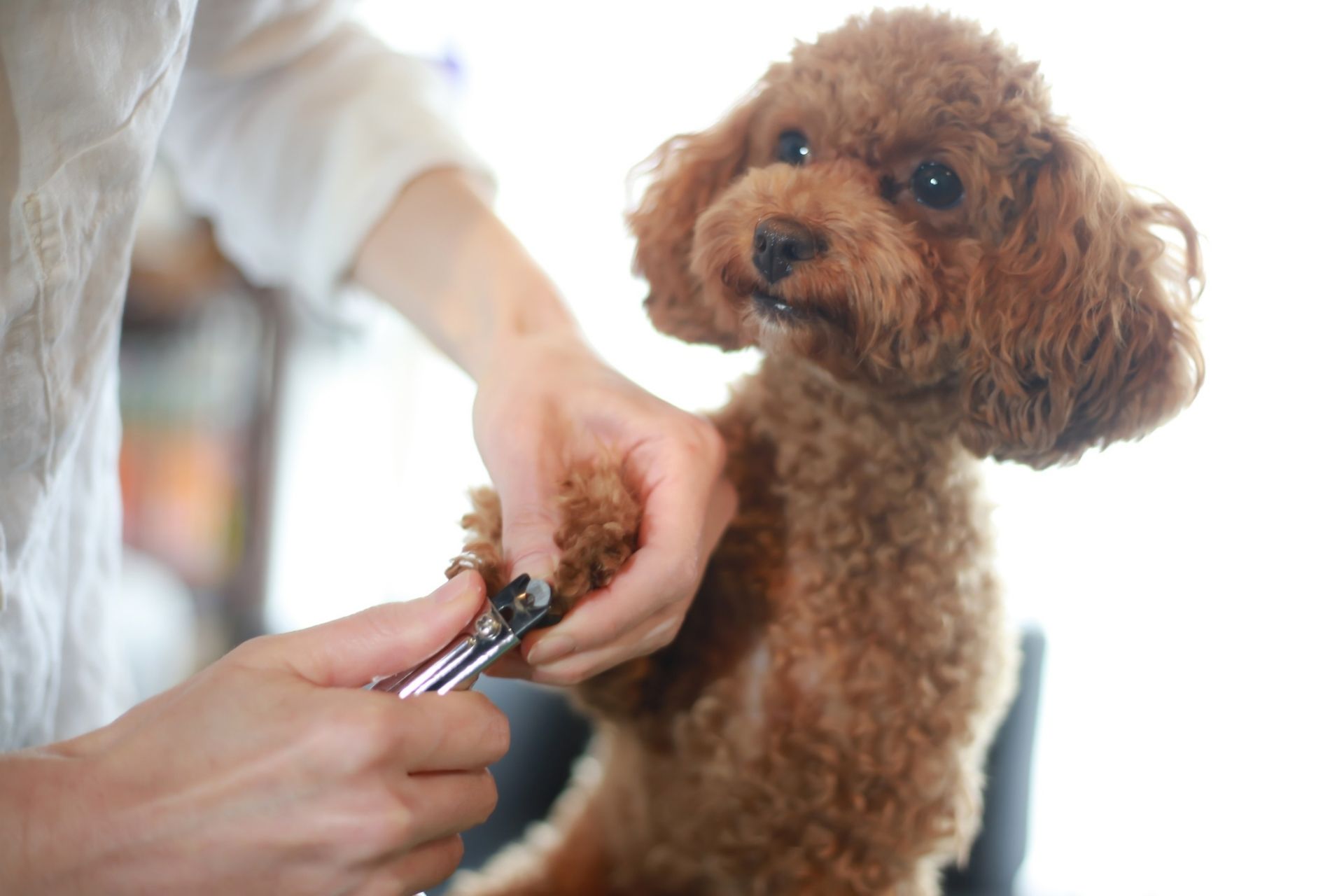 How to Groom a Poodle - How to Trim Poodle