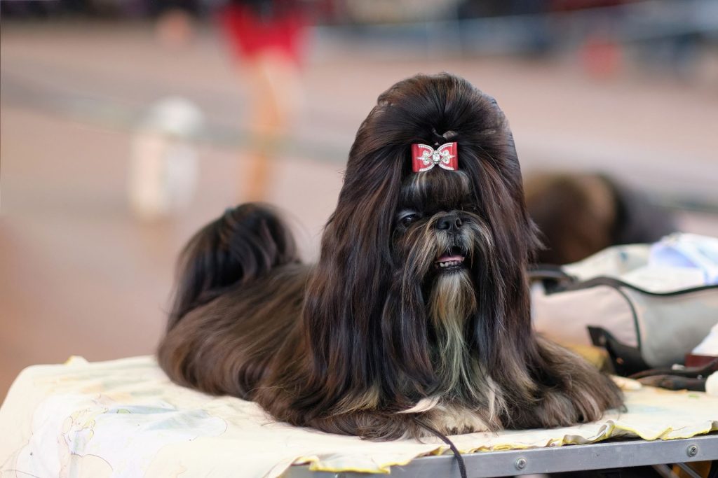 How to Groom a Shih Tzu at Home – a Shih Tzu Grooming Kit Helps