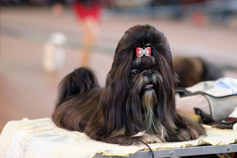 How to Groom a Shih Tzu at Home – a Shih Tzu Grooming Kit Helps