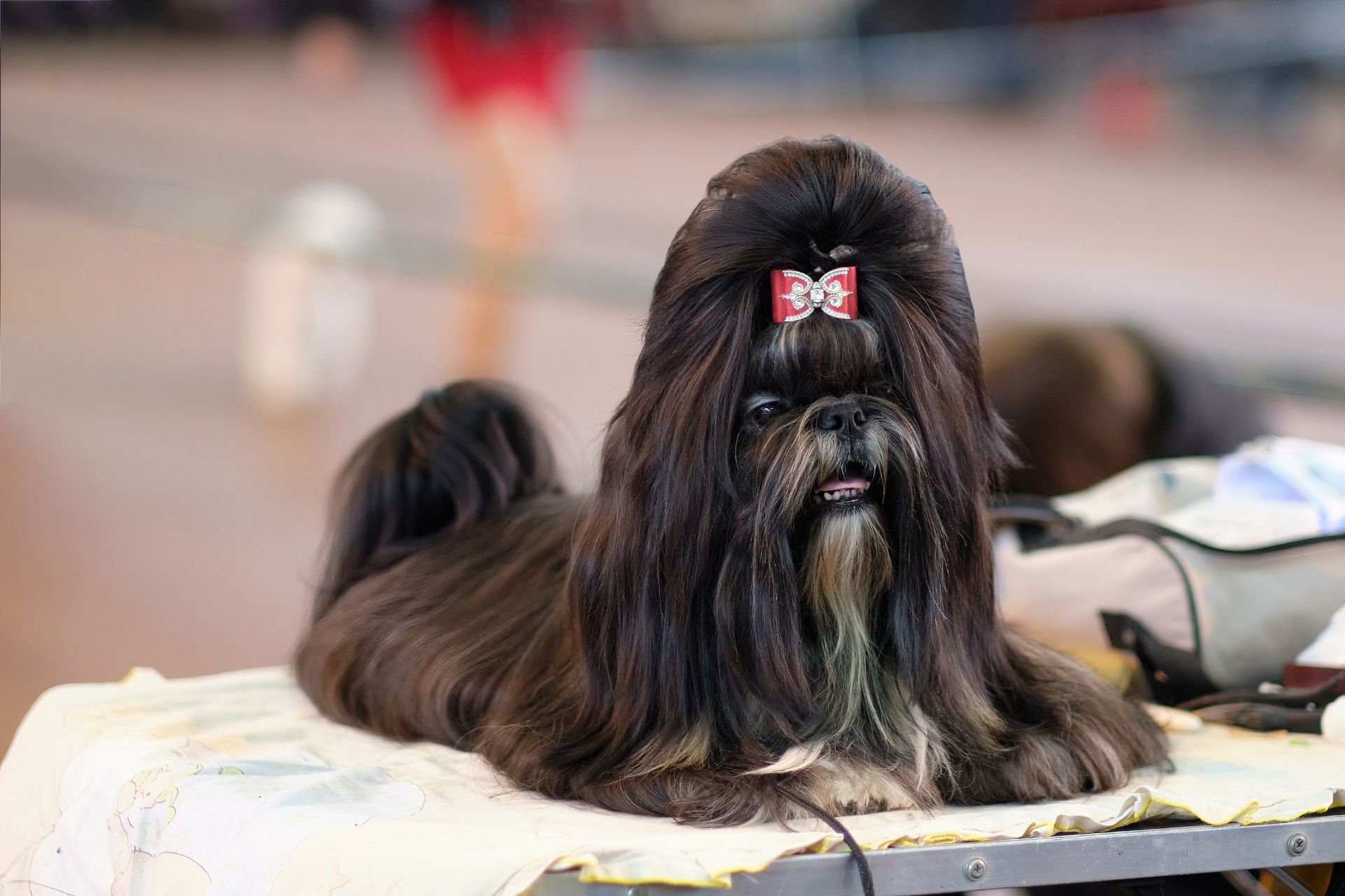 How to Groom a Shih Tzu at Home – a Shih Tzu Grooming Kit Helps