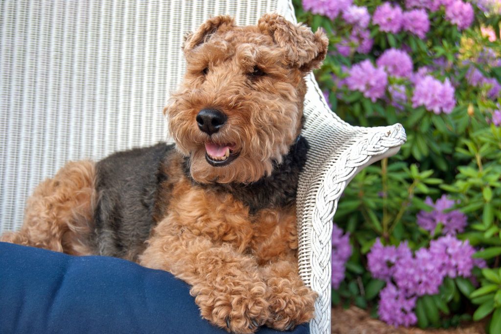 How to Groom a Welsh Terrier