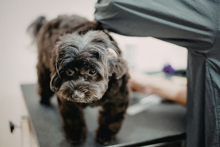 Hydraulic Grooming Table