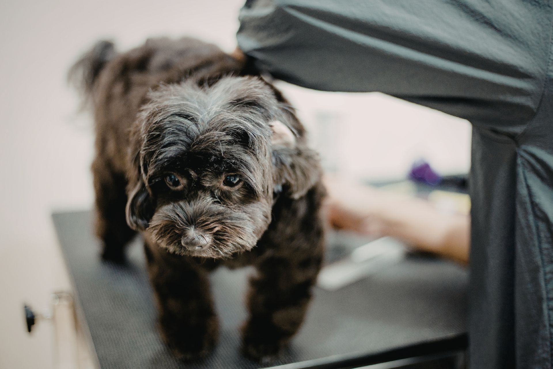 Hydraulic Grooming Table