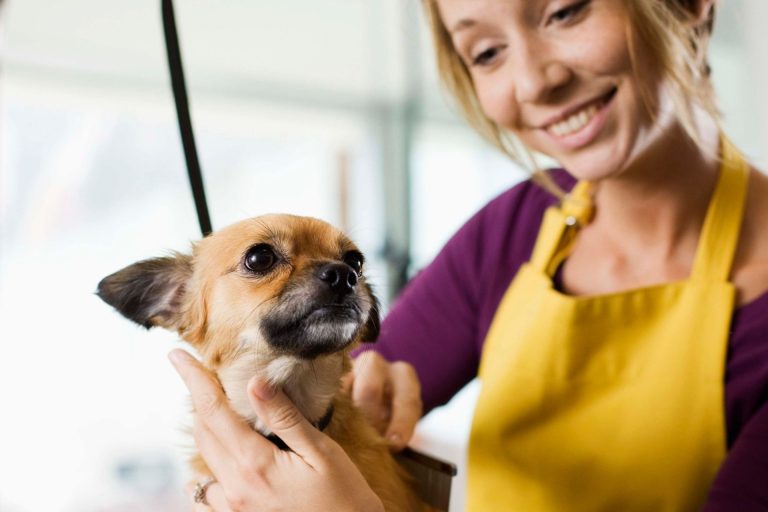 Looking for a Dog Groomer Job Become a Dog Groomer Online