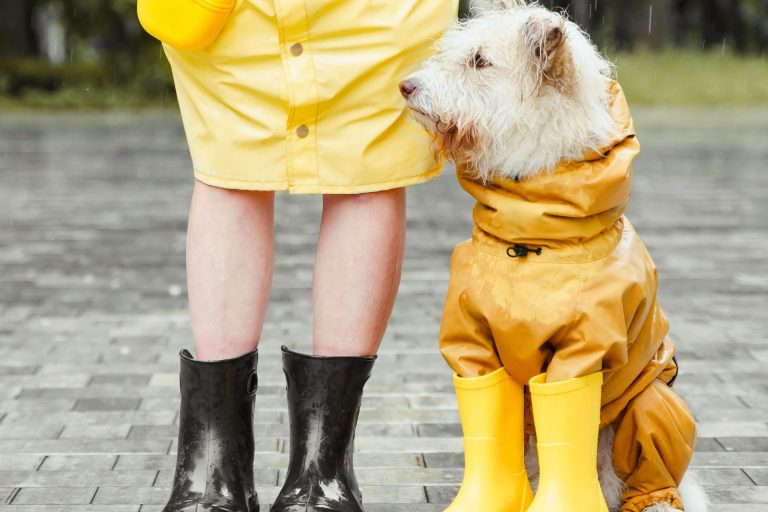 Make a Dog Grooming Wish