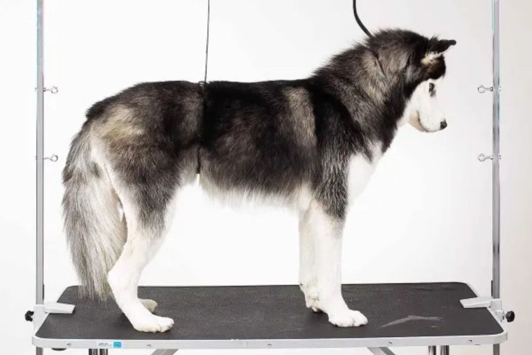 Master Equipment Zinc-Plated Steel Overhead Pet Grooming Arm