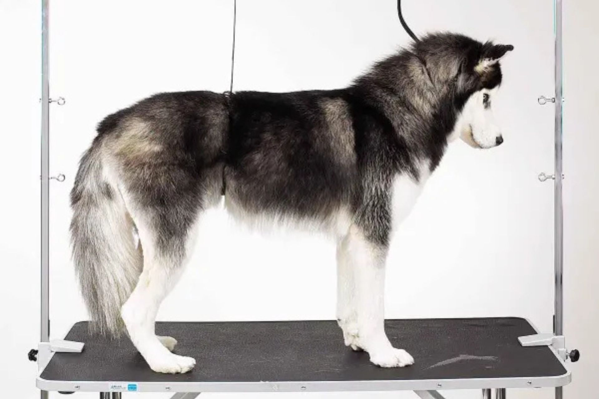 Master Equipment Zinc-Plated Steel Overhead Pet Grooming Arm