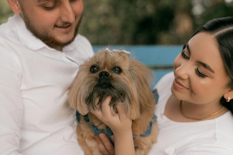 Pekingese Grooming Tips Shedding, Tools, Matting, Clipping