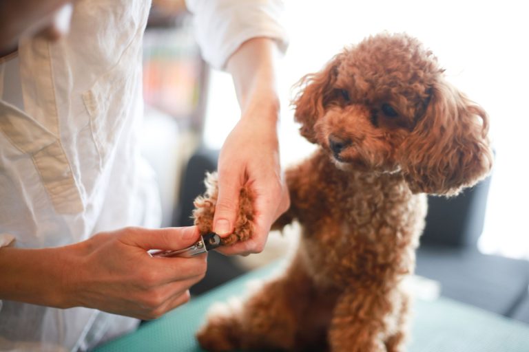 Pet Groomer Salary - Possible Salary Range for Dog Groomers