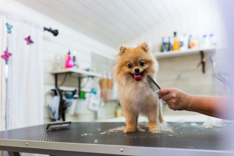 Pet Grooming Table