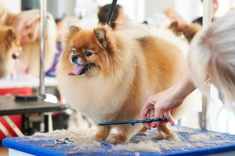 Pomeranian Haircut Styles: Grooming a Pomeranian for Style