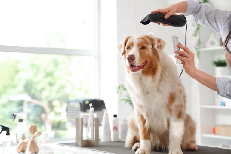 Professional Dog Grooming Hair Dryer for Pets & Dogs in Salon or Home